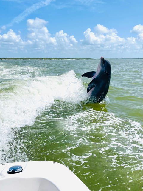 Private Shelling and Dolphin Excursion - Experience Highlights