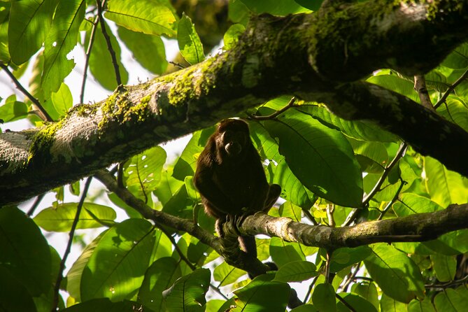 Private Sloth and Monkey Wildlife Tour - Meeting and Pickup