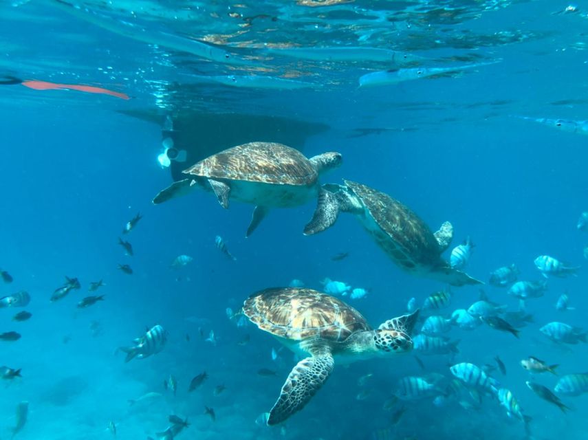 Private Snorkel Experience With Sea Turtle for Cruisers - Included Services