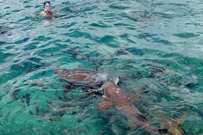 Private Snorkeling (Hol Chan Marine Reserve and Shark Ray Alley) - Inclusions and Meeting Details