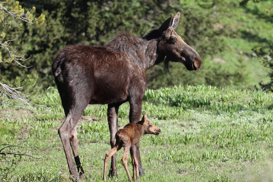 Private Sunset Safari of Grand Teton National Park - Experience Highlights