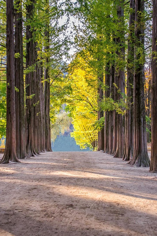 [Private Tour] Nami Island+Morning Calm Garden+Petite France - Itinerary Highlights