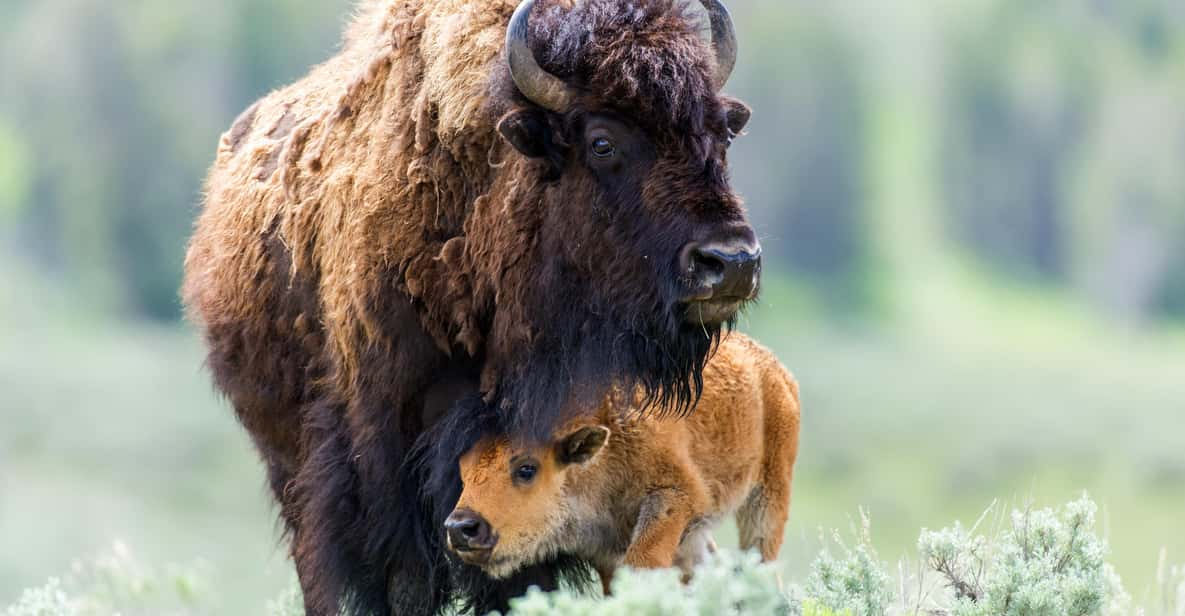 Private Tour of Yellowstone National Park - Experience and Highlights