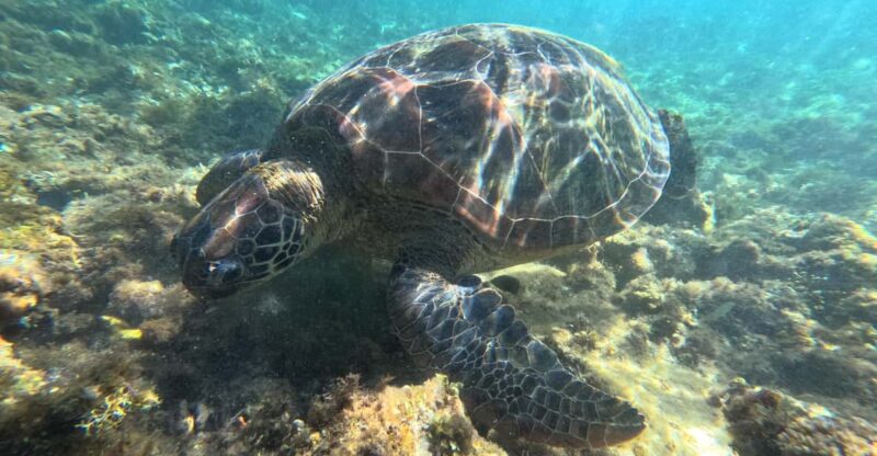 Private Tour PAMILACAN Island Turtle & Dolphin Watching - Activities and Highlights