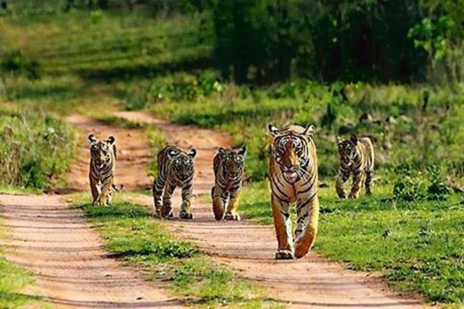 Private Tour to Sariska Tiger National Park by Car From Jaipur - Travel Logistics From Jaipur