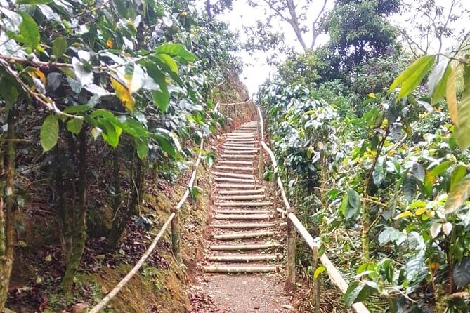 Private Visit to Organic and Craft Coffee Farm in Risaralda - Coffee Quality and Medicinal Properties