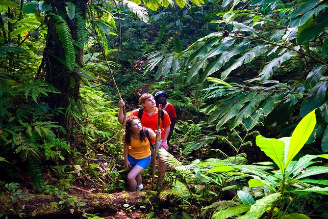 Private Waterfall, Rainforest, Chocolate Tour, A Historical Site - Participant Experience