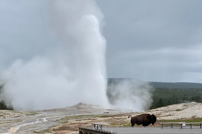 PRIVATE Yellowstone Tour 4 or More People- Picnic, Binoculars, Spotting Scope - Whats Included