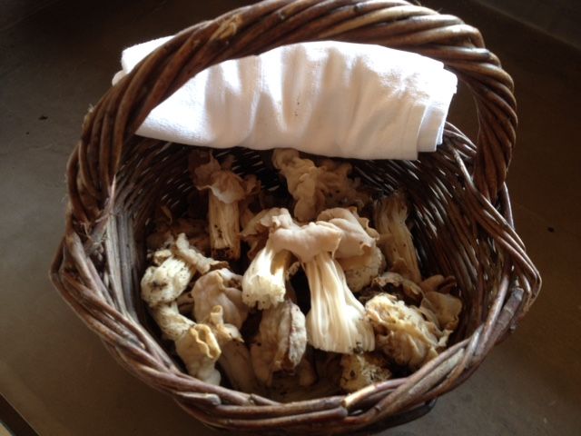 Provence: Mushroom Hunting With Outdoor Breakfast - Experience Highlights