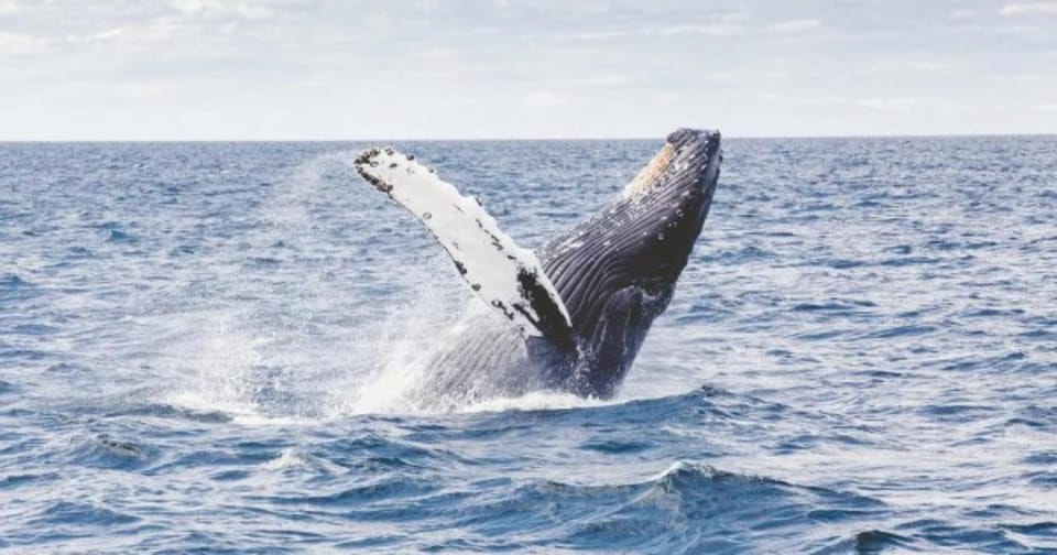 Provincetown: Whale Watching Cruise - Onboard Experience