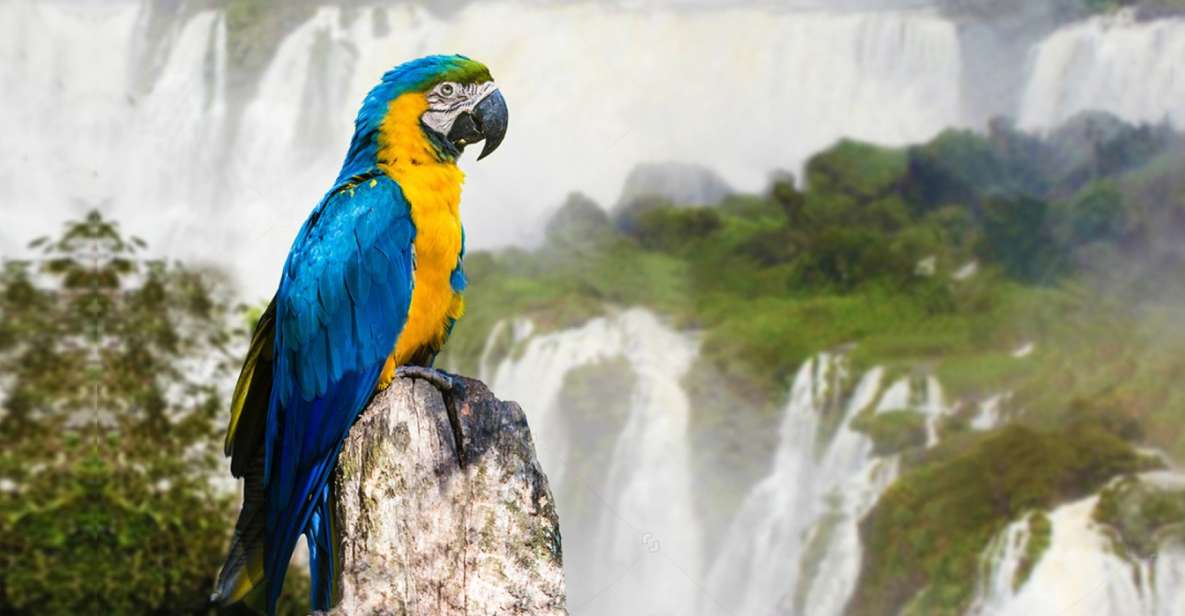 Puerto Iguazu: Iguaza Falls Brazilian Side & Bird Park Tour - Itinerary Details