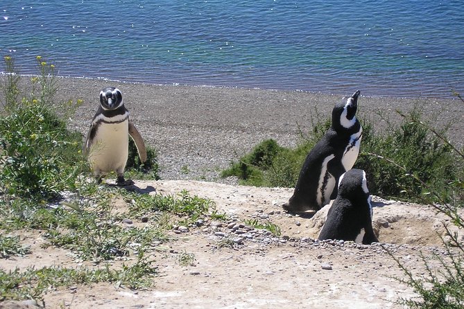 Puerto Madryn Shore Excursion: Private Day Trip to Punta Tombo Penguin Colony - Itinerary and Logistics