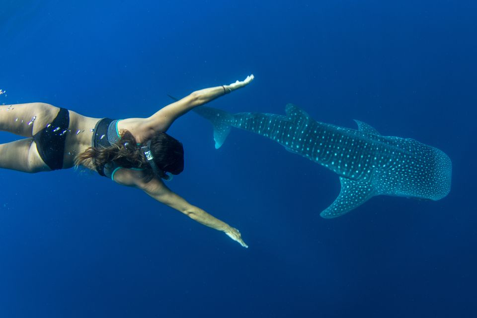 Puerto Princesa: Swim With Whale Sharks Boat Cruise - Tour Itinerary and Logistics