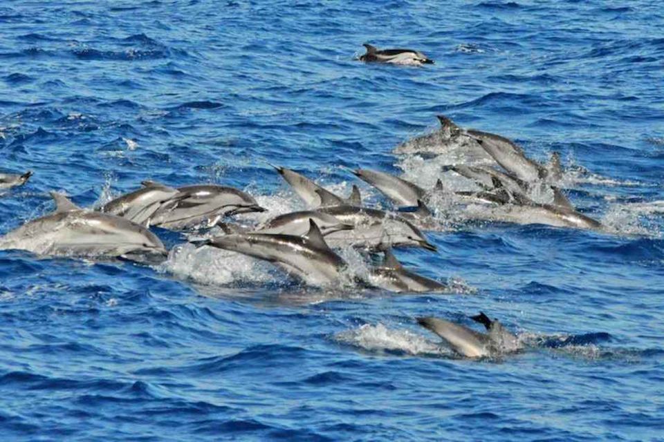 Puerto Rico : 4 H Premium Dolphin Catamaran Tour - Experience Highlights