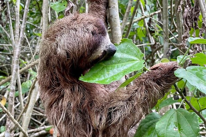 Puerto Viejo Sloth Jungle and River Kayaking Tour - Physical Requirements and Accessibility