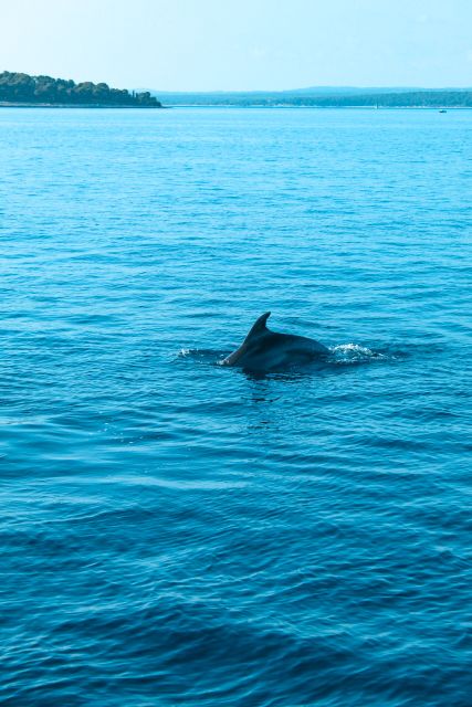 Pula: Exclusive Dolphin & Sunset Cruise With Dinner & Drinks - Dolphin Watching Experience