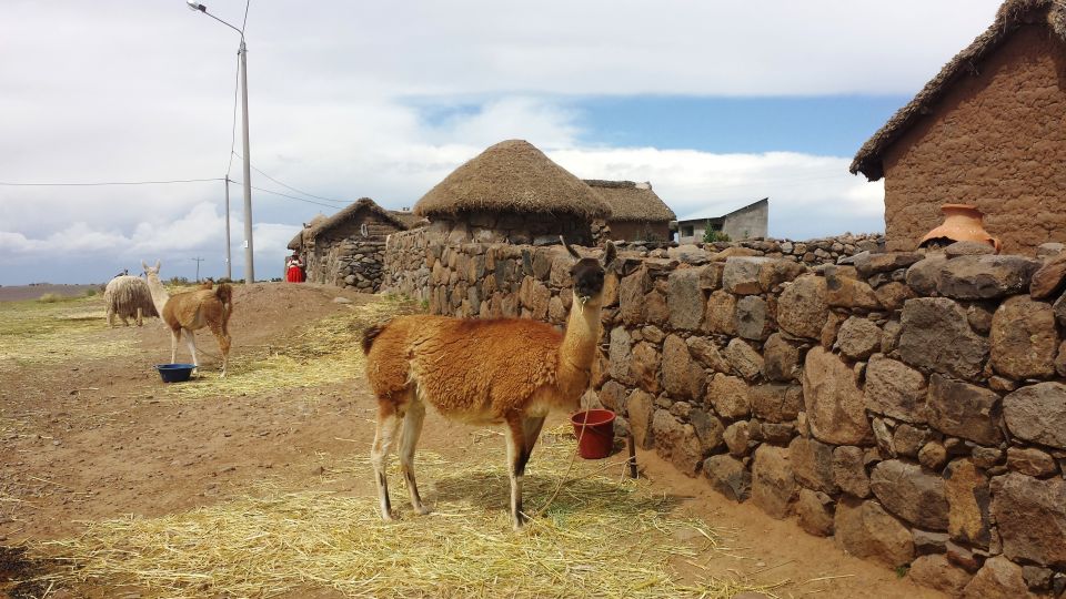 Puno: Sillustani Inca Cemetery Half Day Tour - Itinerary Details