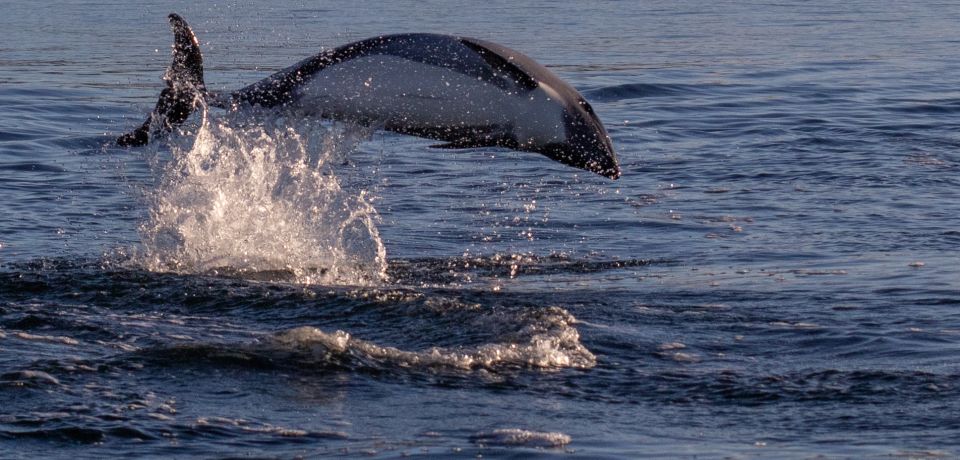 Punta Arenas: Dolphin & Wildlife Watching - Dolphin Watching Experience