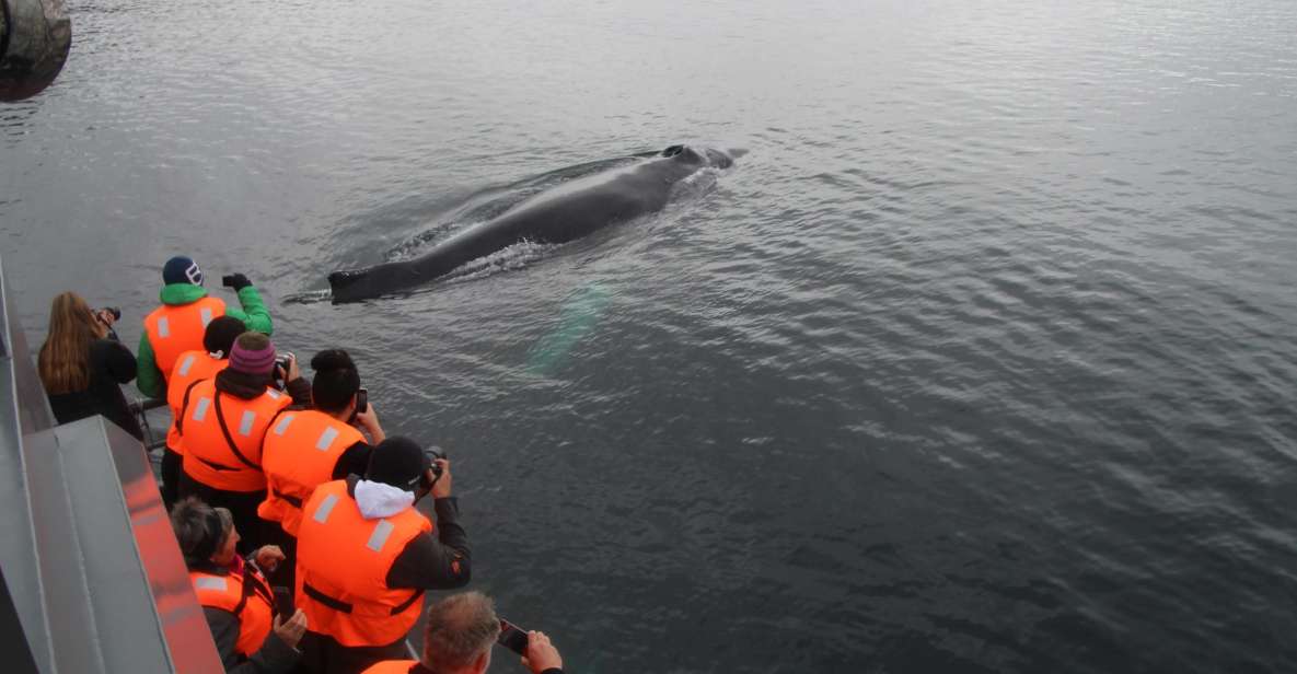 Punta Arenas: Full-Day Whales, Penguins, and Glaciers Tour - Itinerary Highlights