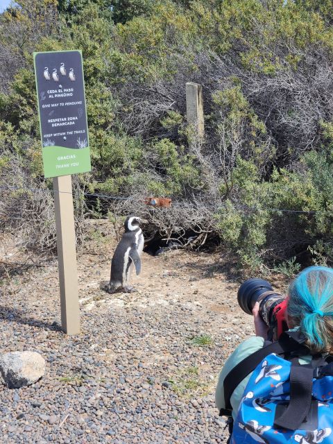 Punta Tombo Shore Excursion Box Lunch and Tickets Included - Itinerary and Schedule