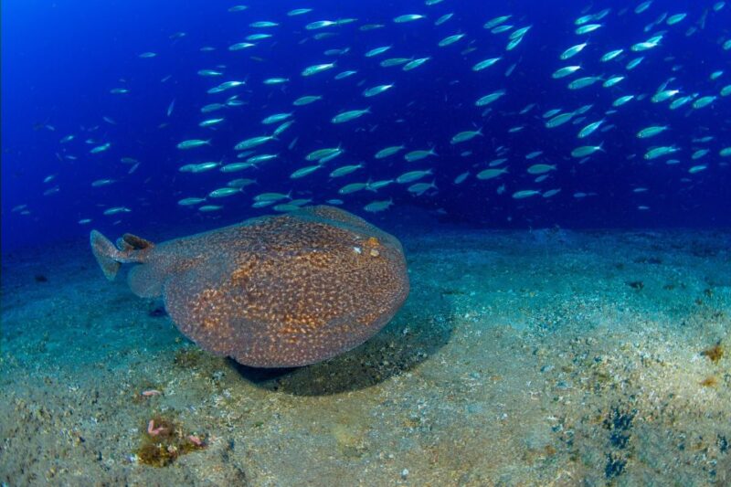 Radazul: Diving Trip in Radazul Bay With Drinks - Experience Details