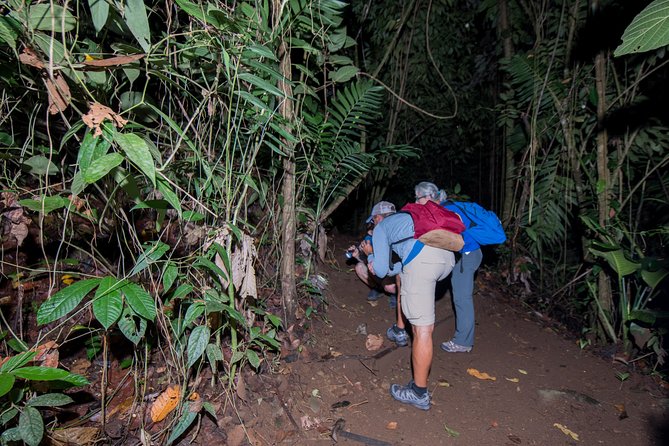 Rainforest Night Walking Tour (Private Property) - Rainforest Nightlife