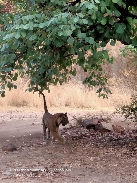 Ranthambore Safari by Canter ( 20 Seater Bus) - Booking Information