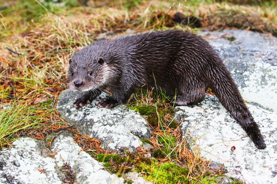 Ranua Wildlife Park Day: Visit the Arctic Animals - Pricing and Booking Information