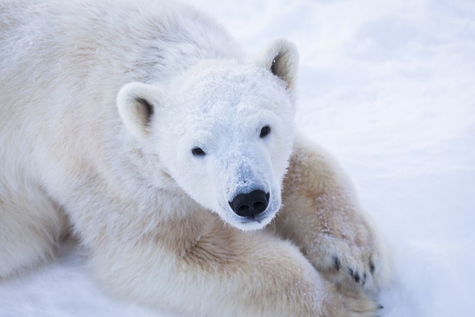 Ranua Wildlife Park Day: Visit the Arctic Animals - Pricing Information