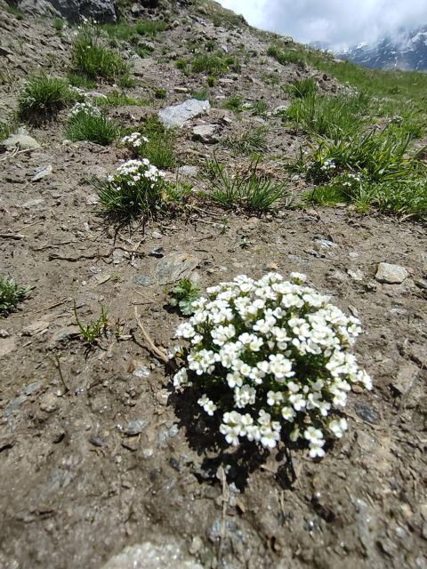 RARE PLANTS IN AOSTA VALLEY - Unique Flora of the Region