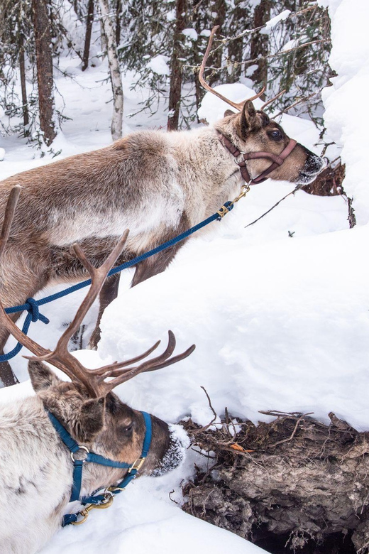 Reindeer and Snowmobile Day Trip to Borealis Basecamp - Included Activities