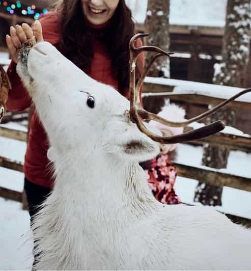 Reindeer Sledding Tour and Visit to the Husky Kennel - Itinerary and Highlights