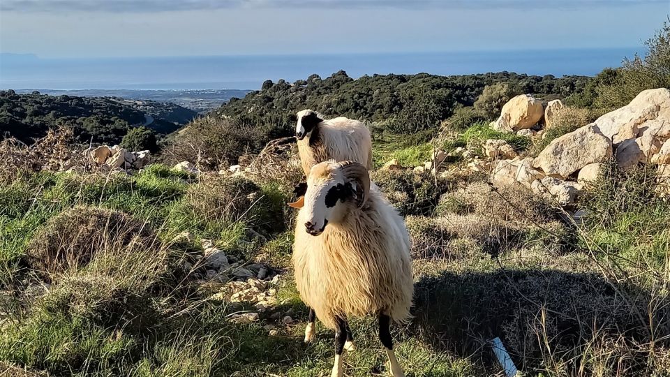 Rethymno: Shepherds Path Hike From Maroulas Village - Itinerary Highlights