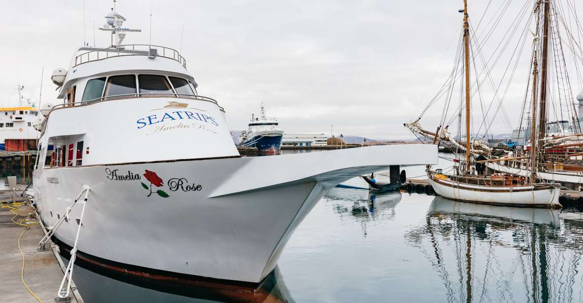 Reykjavík: Whale Watching Cruise on the Amelia Rose Yacht - Pricing Details