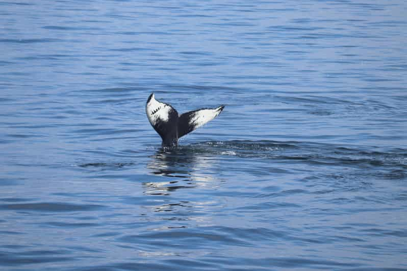 Reykjavik: Whale Watching Morning Expedition - Wildlife Encounters