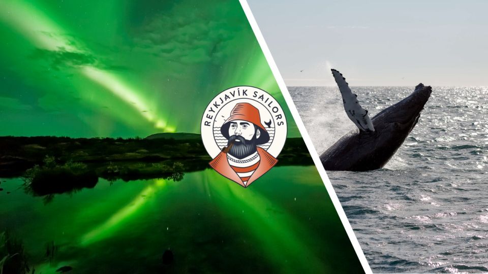 Reykjavik: Whale Watching & Northern Lights Combo Cruise - Whale Watching Experience