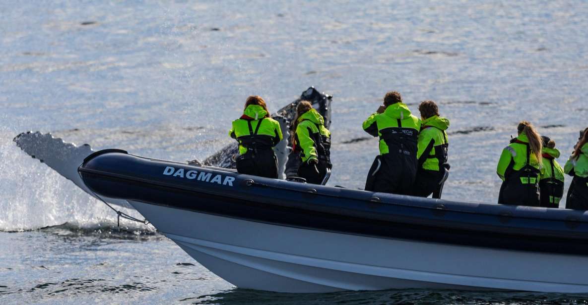 Reykjavik: Whale Watching Tour by RIB Boat - Boat Specifications