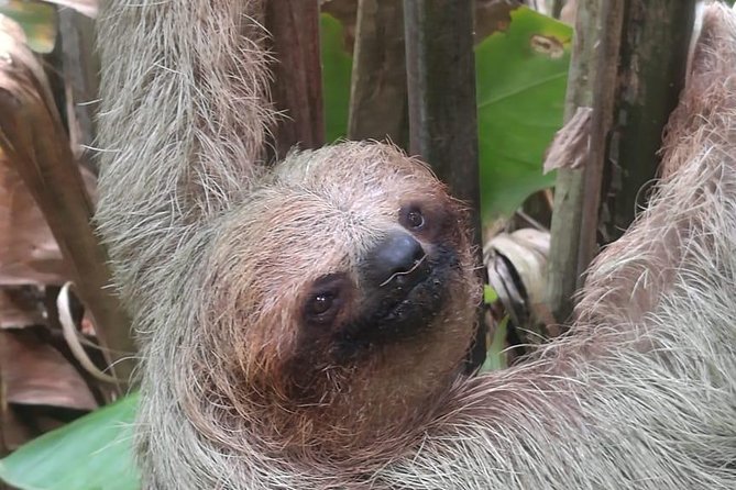 Rio Celeste Waterfall and Sloth Watching Tour - Hiking Excursion