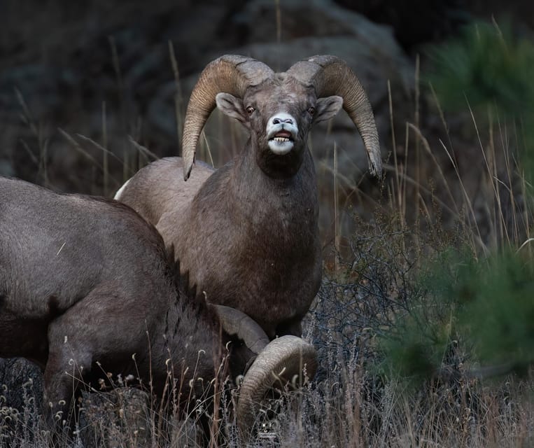 Rocky Mountain National Park: Private Wildlife Hiking Tour - Customization and Accessibility