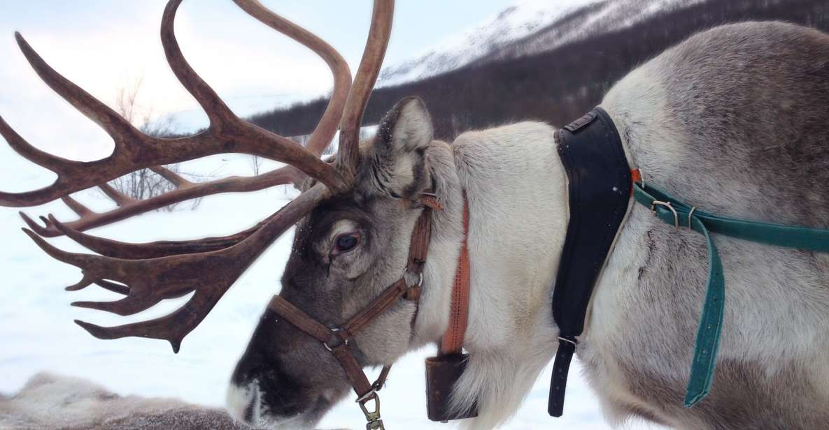 Rovaniemi: Authentic Reindeer Farm Visit and Sleigh Ride - Unique Features of the Visit