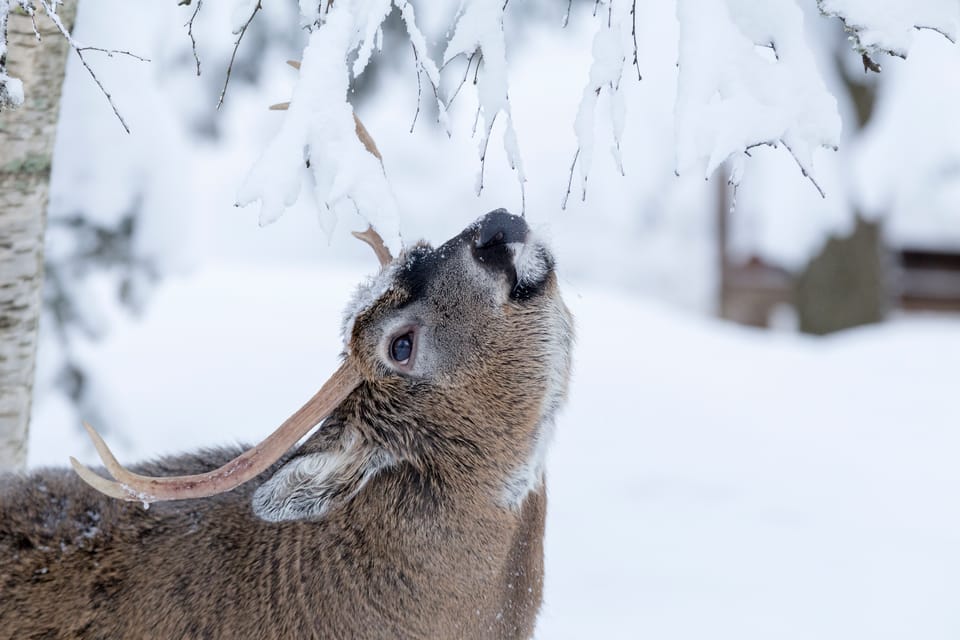 Rovaniemi: Day at Ranua Wildlife Park Arctic Zoo - Animal Species to Encounter