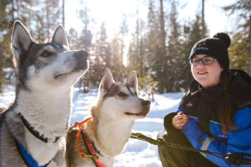 Rovaniemi: Daytime Husky Safari - Experience Highlights