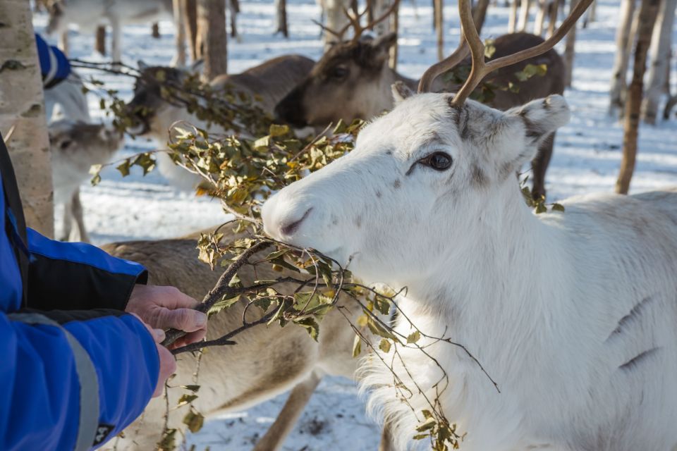 Rovaniemi: Evening Reindeer Safari - Highlights of the Experience