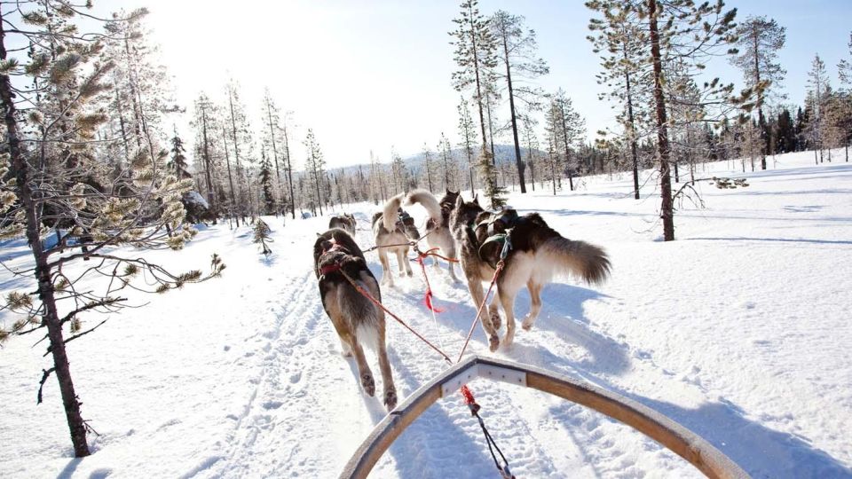 Rovaniemi: Family-Friendly Husky Sled Ride and Farm Visit - Experience Highlights