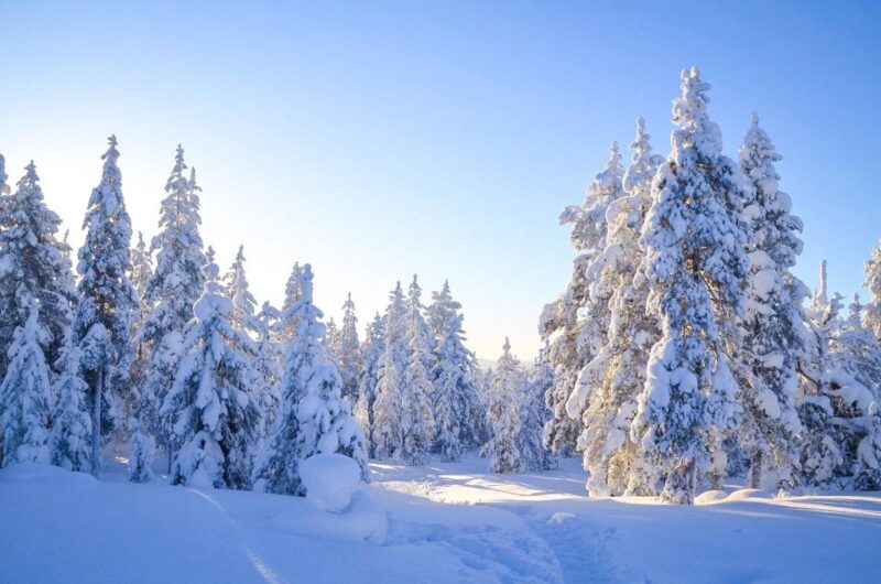 Rovaniemi: Guided Wilderness Snowmobile Ride - Experience Highlights