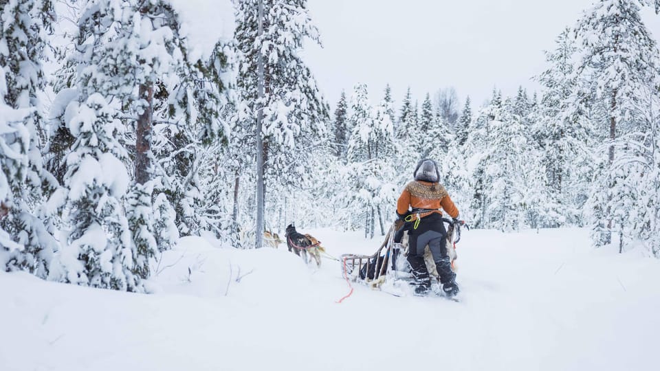 Rovaniemi: Husky Hugging and Sleigh Ride Adventure - Unique Experience Highlights