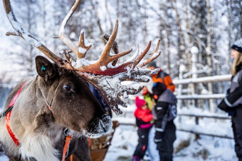 Rovaniemi: Local Reindeer Farm Visit With 2 Km Sleigh Ride - Itinerary Details