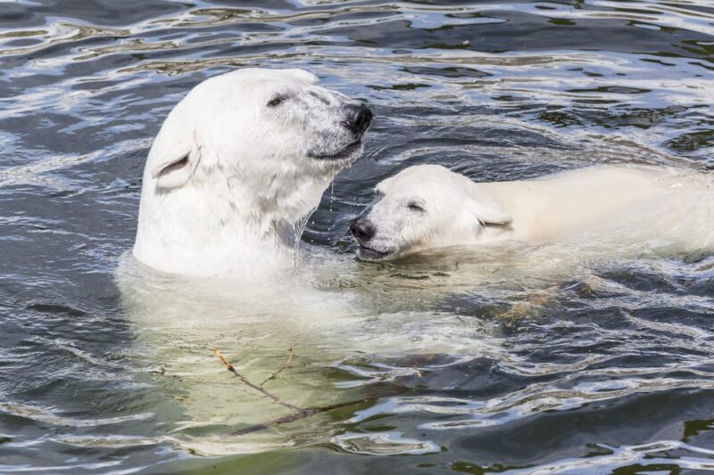 Rovaniemi: Ranua Zoo Visit With Lunch - Ticket Prices and Booking