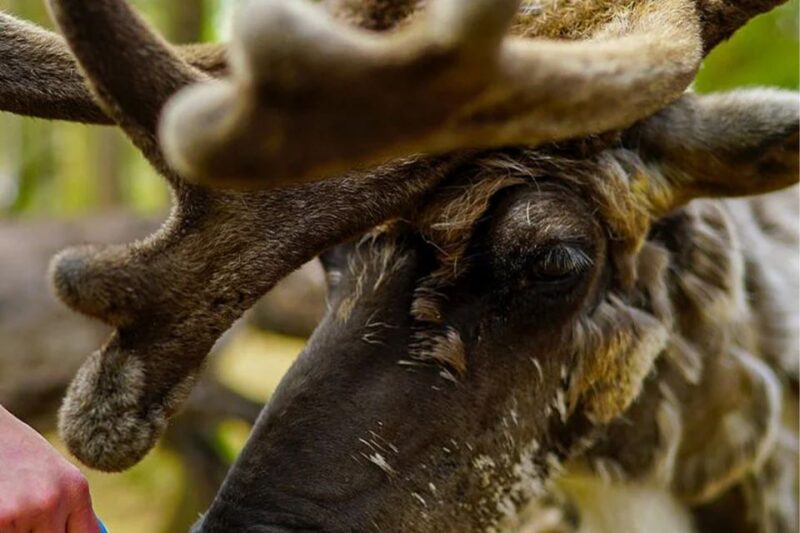 Rovaniemi: Reindeer Farm Visit in the Summer - Highlights of the Visit