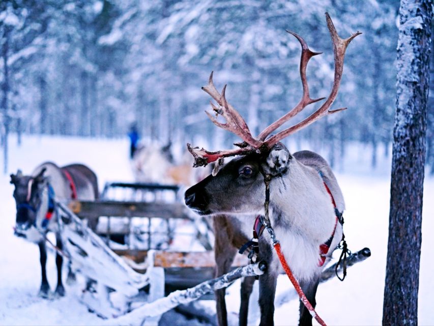 Rovaniemi: Reindeer Farm Visit & Short Sled Ride - Experience Highlights